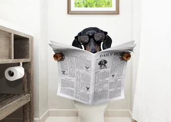Papier Peint photo Chien fou chien sur le siège des toilettes lisant le journal