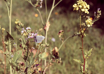 farfalla in campagna