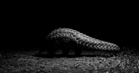 Pangolin side light