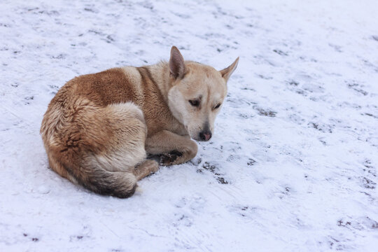 Stray unhappy dog out in the snow during cold winter day