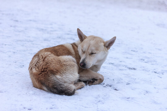 Stray dog out sleeping in the snow during cold winter day