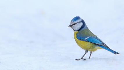 Yellow-blue tit in the snow, close-up selective focus.