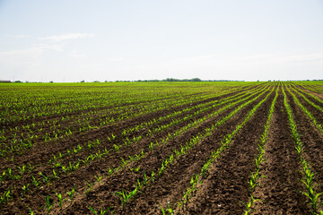 Fototapeta na wymiar Rows of young, freshly germinated corn plants