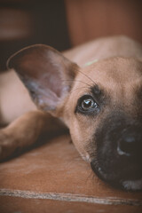 mirada de cachorro