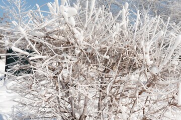 frost on branches