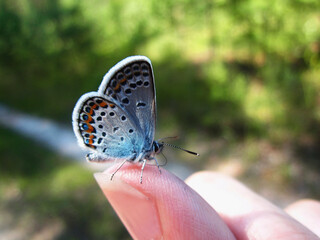 Blue butterfly on the finger