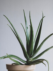 aloe vera plant