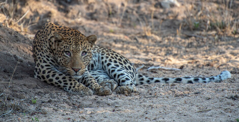 Curios leopard
