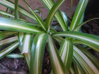 Obraz premium close up of a grass