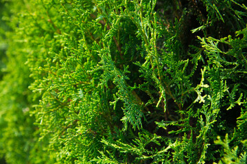 Saplings coniferous trees in pots in plant nursery