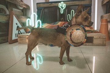 chihuahua con pañuelo y sombrero neon cactus