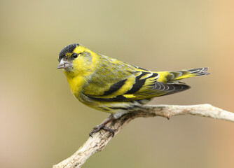 Siskin ( Carduelis spinus ) bird close up