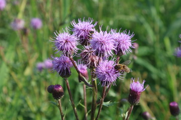 Canada thistle (Cirsium arvense, Acker-Kratzdistel, Ackerdistel) with bee