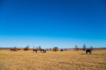 Horses graze under a clear sky