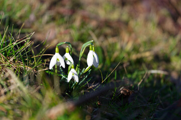 Schneegl&ouml;ckchen im Fr&uuml;hling