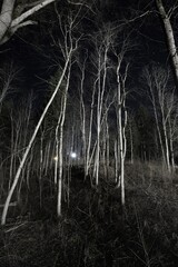 Scary forest at night, glowing objects in the background. Clear blue twilight sky, stars. Mighty...