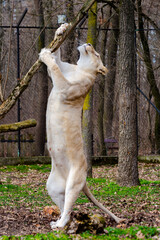 White lioness is playing with a tree