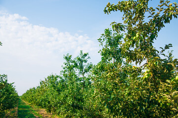 Young apple trees in the garden