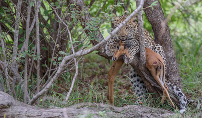 Leopard cub with a kill
