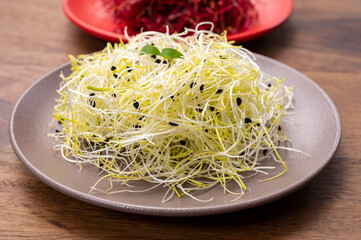 Young sprouts plants of red beet, alfalfa, leek ready for consumption