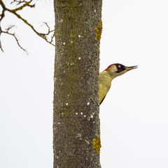  Green woodpecker  peeking out of tree trunk