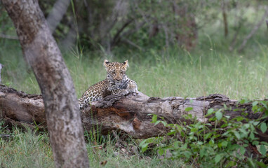 Leopard cub.4