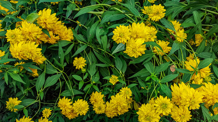 Garden in Schleswig Holstein