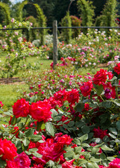 Fototapeta na wymiar Beautiful and vibrant red colored roses in bloom in the foreground with rose garden visible in background.