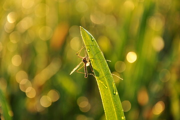 a large mosquito sits on a sheet of grass sunny morning
