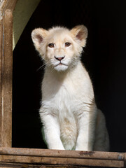 Fototapeta na wymiar White lion cub in the door of the house