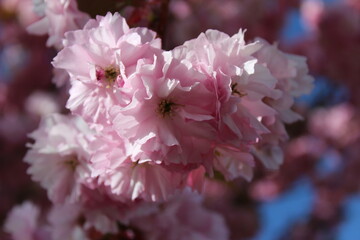Double-flowered cherry blossoms in April