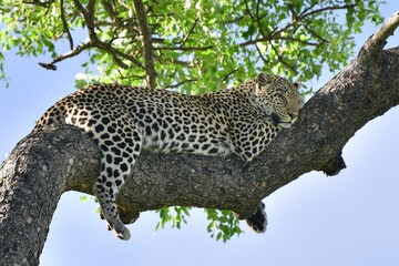 African leopard photo taken in Kruger National Park