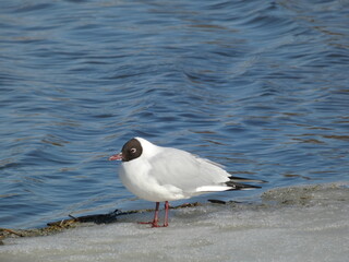 Black-headed gull (Chroicocephalus ridibundus) standing on the  melting snow, Gdansk, Poland