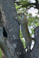 African leopard photo taken in Kruger National Park