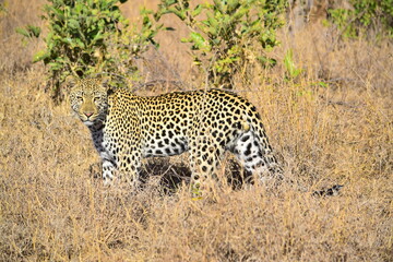 Leopard in Africa