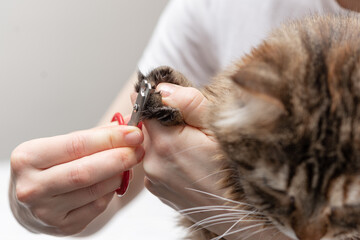 The girl cuts the claws of a cat, care for Pets, hygiene of animals