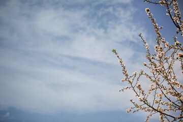 Beautiful branch of almond tree blossoms in spring
