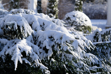 spruce branches in the snow, gorgeous winter