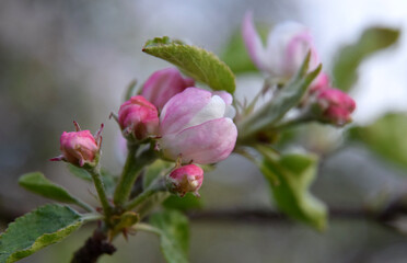 Apple tree spring flowers