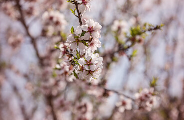Fototapeta premium Beautiful branch of almond tree blossoms in spring
