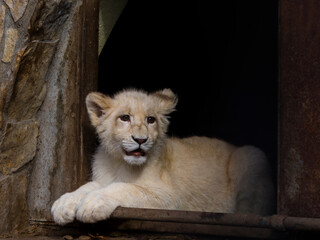 White lion cub in the door of the house