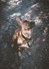 Podenco sentado en el campo