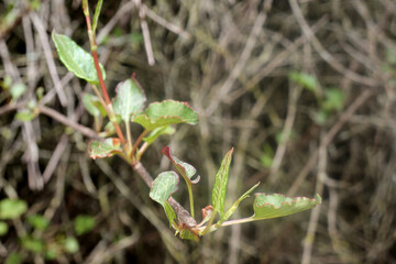 Spring. Green leaves. France. 18.03.2016