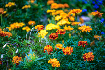 Orange marigold or tagetes flowers, leaves, seeds on garden background. Close-up marigold flowers field pattern (Tagetes erecta, gold marigold flower). Floral background tagetes plant