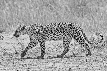 Leopard in Africa