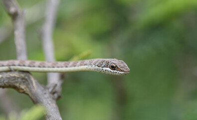 Twig snake