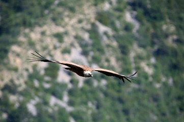Eurasian griffon vulture in flight (Gyps fulvus). Drome. France. 18.07.2016