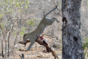 African leopard photo taken in Kruger National Park
