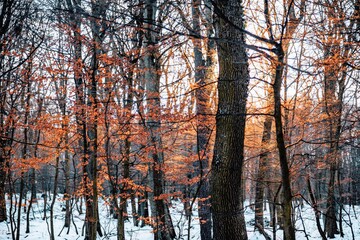 Autumn leaves in winter forest