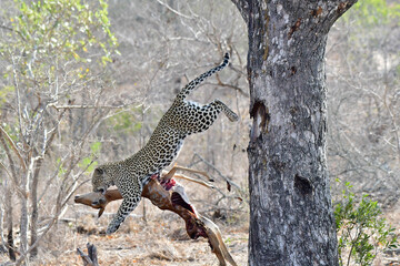 African leopard photo taken in Kruger National Park